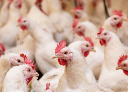 Maskem Egypt Animal Health & Nutrition